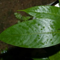 Doona macrophylla Thwaites